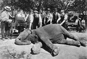 Operators Prints: X-ray of elephant to locate a diamond ring