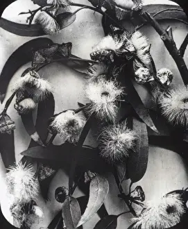 X Rays Prints: X-Ray - Eucalyptus Plant