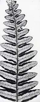 X Rays Prints: X-Ray - Fern