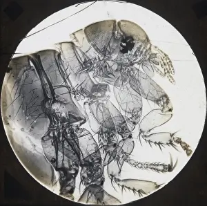 X Rays Prints: X-Ray - Flea