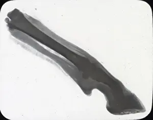 X Rays Prints: X-Ray - Foot of Lamb
