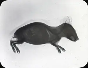 X Rays Prints: X-Ray - Guinea Pig