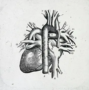 X Rays Prints: X-Ray - Heart and Vessels