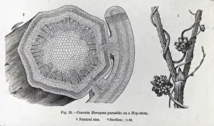 X Rays Prints: X-Ray - Hop Stem Parasite - Section of plant