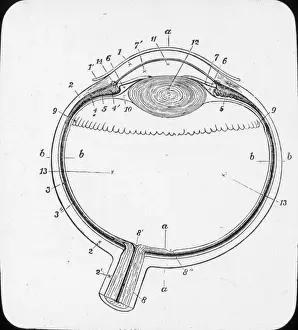 X Rays Prints: X-Ray - Horizontal Section of the eyeball