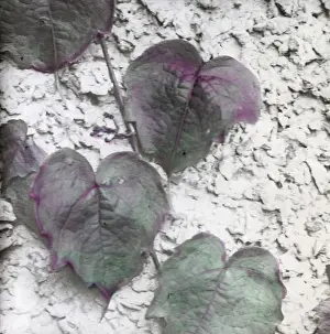X Rays Prints: X-Ray - Ivy