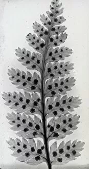 Seeds Collection: X-Ray - Leaves and Seeds