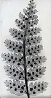X Rays Prints: X-Ray - Leaves and Seeds