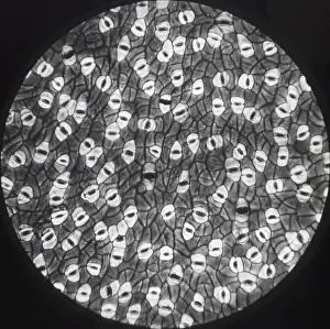 X Rays Prints: X-Ray - Mistletoe Leaf