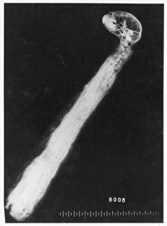 X-ray of a mummified cat X-ray of a mummified cat