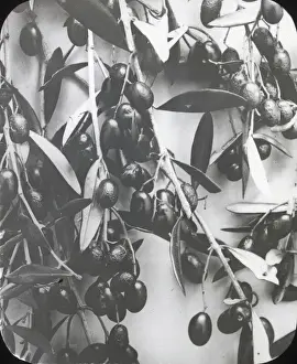 X Rays Prints: X-Ray - Olives