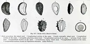 X Rays Prints: X-Ray - Pictures of 11 different seeds