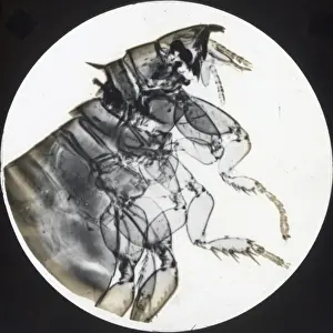 X-Ray - Rabbit Flea