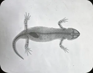 Images Dated 25th November 2015: X-Ray - Salamander