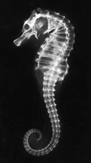 Skeleton Gallery: X-Ray of a Seahorse