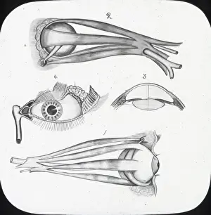X Rays Prints: X-Ray - Sight - muscles of eye and Lachmymal apparatus