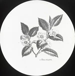 X Rays Prints: X-Ray - Tea Plant