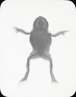X Rays Prints: X-Ray - Toad