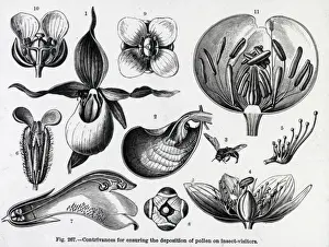 X Rays Prints: X-Ray - Various Pollination Models