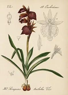 Schlechtendal Prints: x Serapicamptis triloba orchid