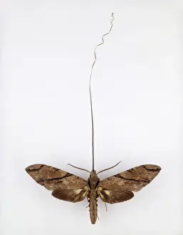 Darwin200 Prints: Xanthopan morgani praedicta, hawkmoth
