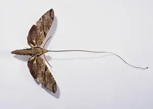Morgan Prints: Xanthopan morganii praedicta, Madagascan sphinx moth