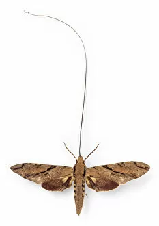 Arthropod Gallery: Xanthopan morganii praedicta, sphinx moth