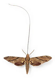 Darwin Gallery: Xanthopan morganii praedicta, sphinx moth