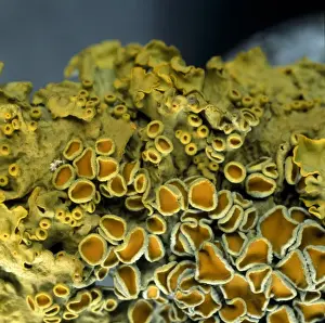 Xanthoria parietina, lichen