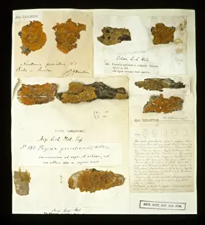 Xanthoria parietina, lichen