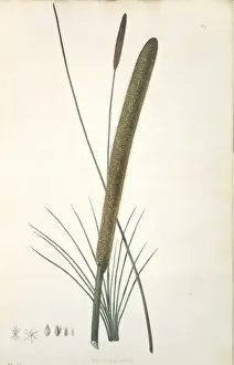 Dianellaceae Prints: Xanthorrhoea resinosa, grass tree