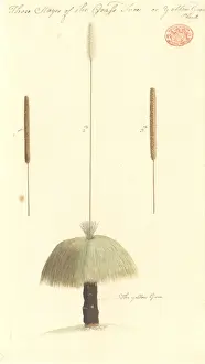 Dianellaceae Prints: Xanthorrhoea sp