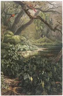 XANTHOSOMA SAGITTIFOLIA