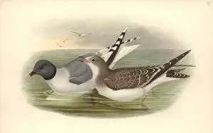 Xema sabini, Sabines gull