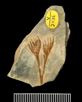Polypodiophyta Prints: Xenotheca devonica