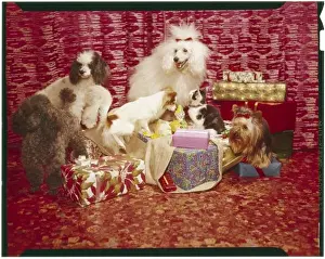 Xmas Presents & Dogs