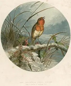Xmas Robin