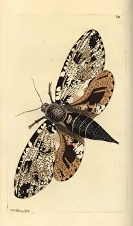 Strix Prints: Xyleutes strix moth
