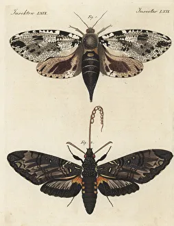 Xyleutes strix moth and giant sphinx moth