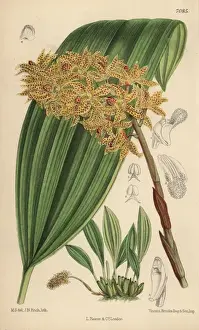 Matilda Prints: Xylobium leontoglossum, spotted orchid native