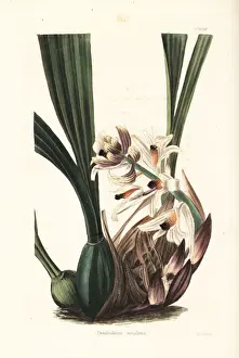 Dendrobium Prints: Xylobium squalens orchid