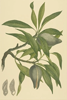 Alecto Gallery: Xylomelum pyriforme, woody pear