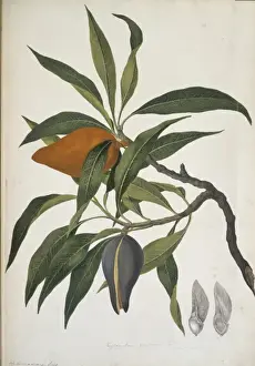 Xylomelum pyriforme, woody pear