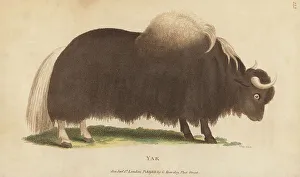 Kearsley Prints: Yak, Bos grunniens