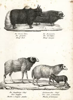 Rudolf Collection: Yak, musk ox, wild barbary sheep (extinct) and red sheep