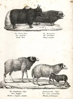 Vulnerable Prints: Yak, musk ox, wild barbary sheep (extinct) and red sheep