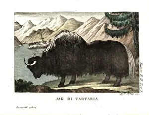 Travels Prints: The yak of Tartary, painted by George Stubbs
