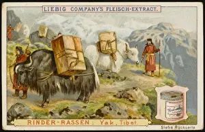 Fetching Prints: Yaks in Tibet