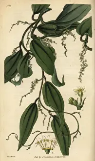 Tuber Prints: Yam or cinnamon-leaved dioscorea, Dioscorea cinnamonifolia