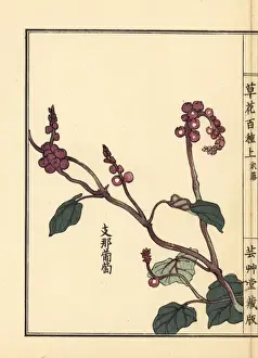 Yamabudou or crimson glory vine, Vitis coignetiae